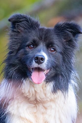 Misty Morning in the Forest of Dean